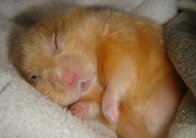 хомяк спит.jpg (58.67 КБ, Просмотров: 157810) хомяк спит.jpg